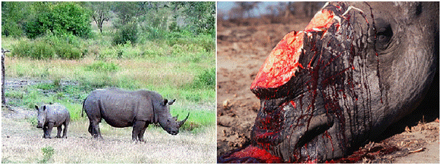 Especismo e ecocídio: a ameaça de extinção dos rinocerontes