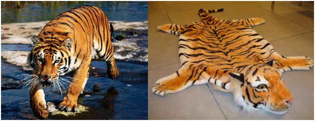 Especismo e Ecocídio: a extinção dos tigres