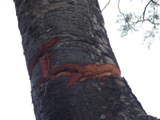 Parque Ecológico da Macaqueira. Na entrada do Parque, uma grande árvore está prestes a morrer