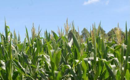 Projeto da Embrapa avalia a absorção de poluentes do lodo de esgoto pelo milho