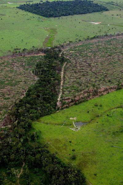 desmatamento para agropecuária na Amazônia