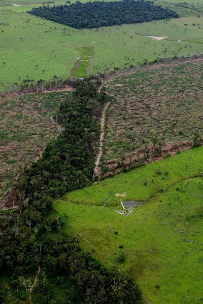 'Cerco' ao Código Florestal: A cruzada da motosserra