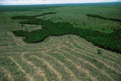 Brasil lidera lista de desmatamento