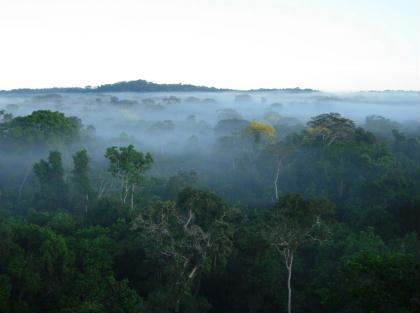 Áreas protegidas na Amazônia evitam um ano de emissões