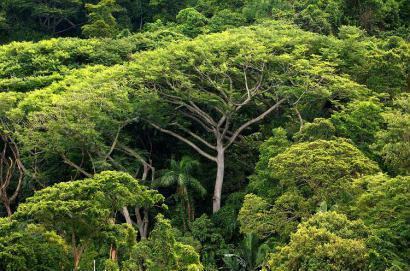 Trecho preservado de Mata Atlântica, em São Paulo