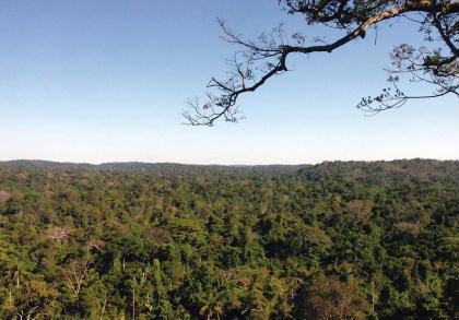 Florestas primárias relativamente intocadas na Amazônia são mais tolerantes à seca