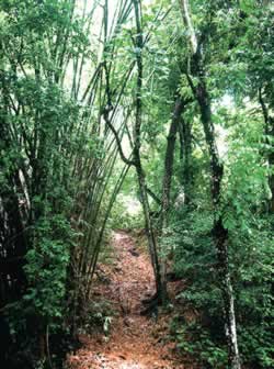 Trecho de Mata Atlântica, em foto de arquivo