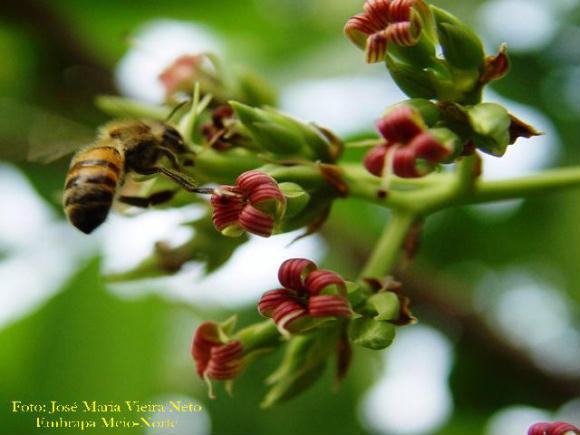 Estudos mostram que uso de agrotóxicos reduz populações de abelhas