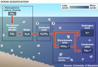 Acidificação dos oceanos.