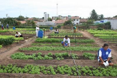 Agricultura Urbana