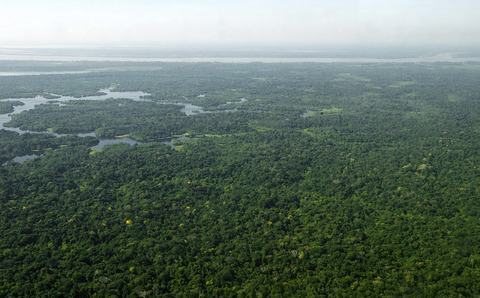 Pesquisadores apontam que proteger as florestas ainda é uma das melhores ações de mitigação