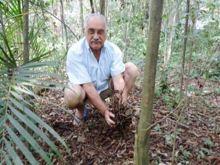 A Serapilheira. Um colchão de restos vegetais no chão das florestas e bosques florestados. Enriquece e torna o solo mais fofo e permeável. Ela própria absorve grande parte das águas de chuva.