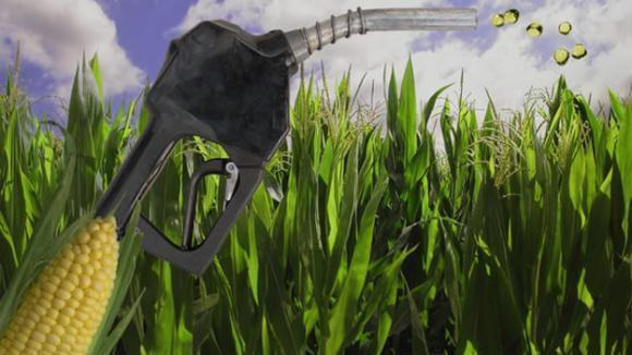 biocombustíveis e segurança alimentar