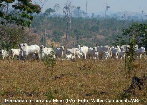 Gado em área desmatada na Amazônia. Foto do Ibama, durante a operação Boi Pirata II