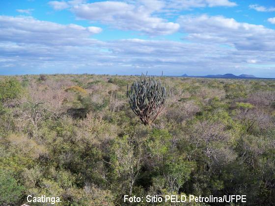 Caatinga