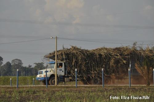 cana-de-açúcar