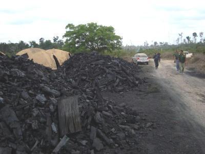 Fornos clandestinos para produção de carvão. Foto de arquivo MMA