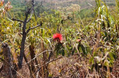 Cerrado