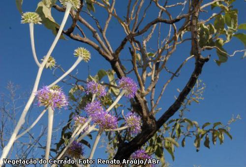 Cerrado, em foto de arquivo