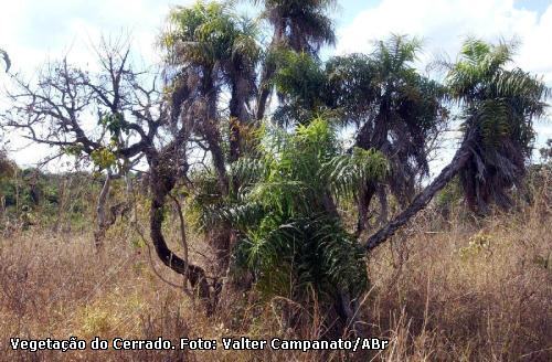 Cerrado, em foto de arquivo