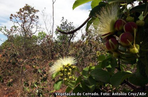 vegetação do Cerrado