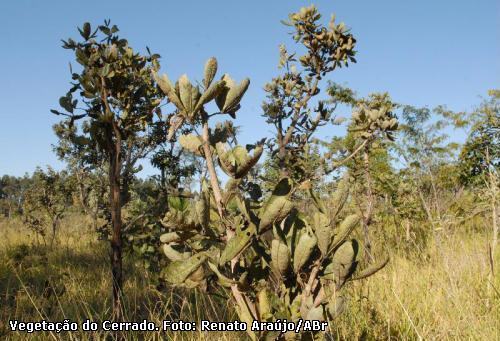 Imagem da vegetação do Cerrado. Foto ABr