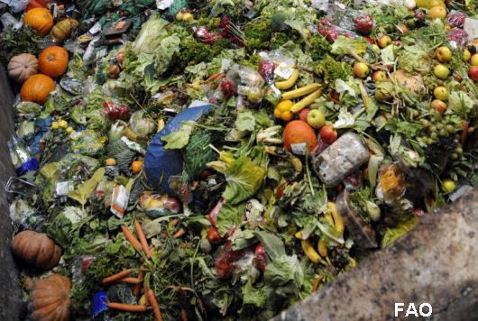 desperdício de um terço dos alimentos produzidos em todo o mundo