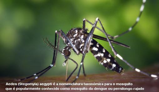 Aedes aegypti