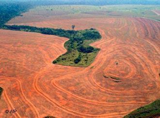 Desmatamento da Amazônia cria ciclo econômico insustentável - Desmatamento na Amazônia, em foto da AP
