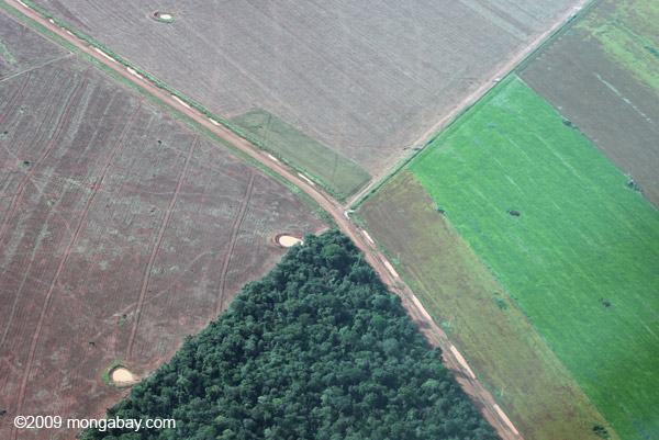 floresta x agricultura