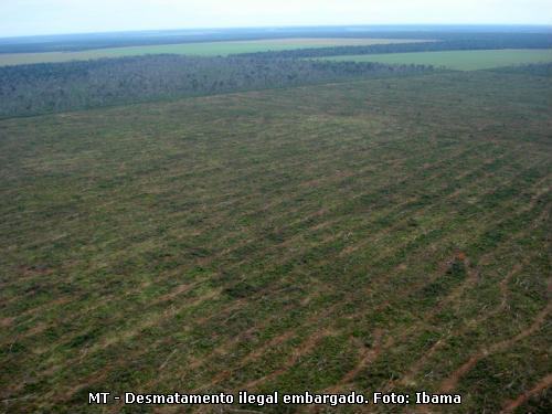 desmatamento ilegal em Mato Grosso