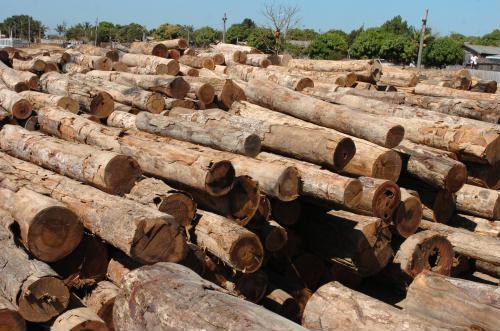 madeira de desmatamento ilegal