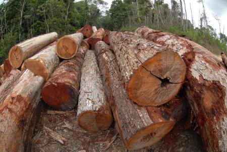 desmatamento e retirada ilegal de madeira
