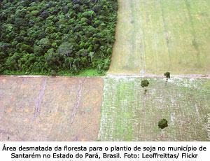 Agricultura x Floresta