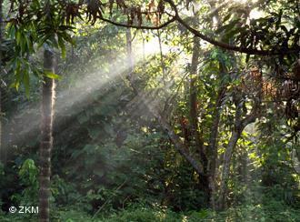 desmatamento em floresta