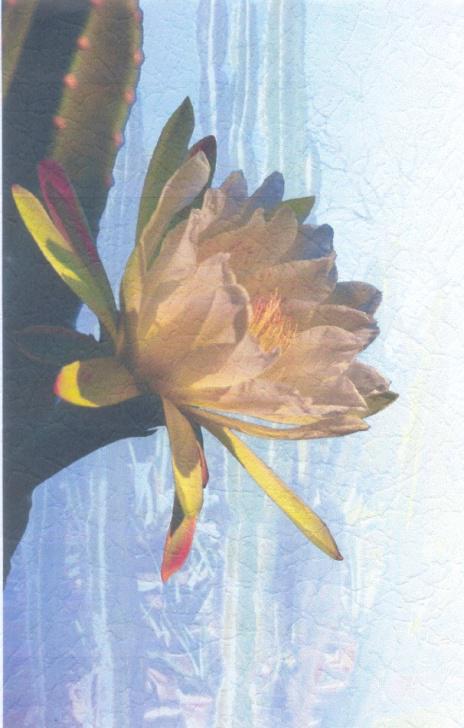 Fig. 2 - Flor do mandacaru. Foto de autor desconhecido