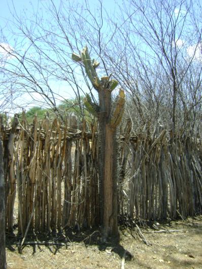 Fig. 6 Tronco de mandacaru cortado a altura de 2m