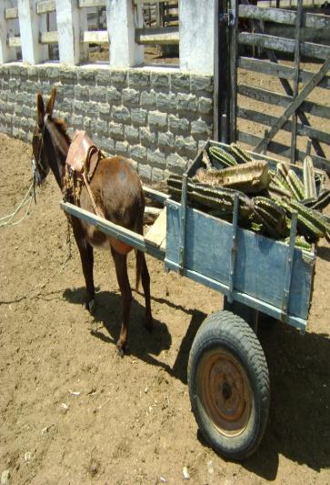 Fig.7 Transporte do mandacaru em carroça de jumento