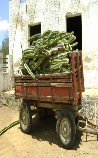 Fig.8 Transporte do mandacaru em carroça de jumento