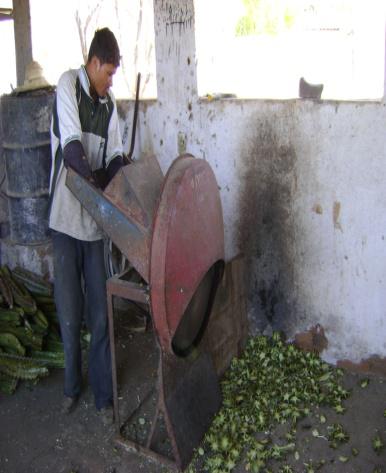 Fig. 11 Trituração do mandacaru na máquina forrageira