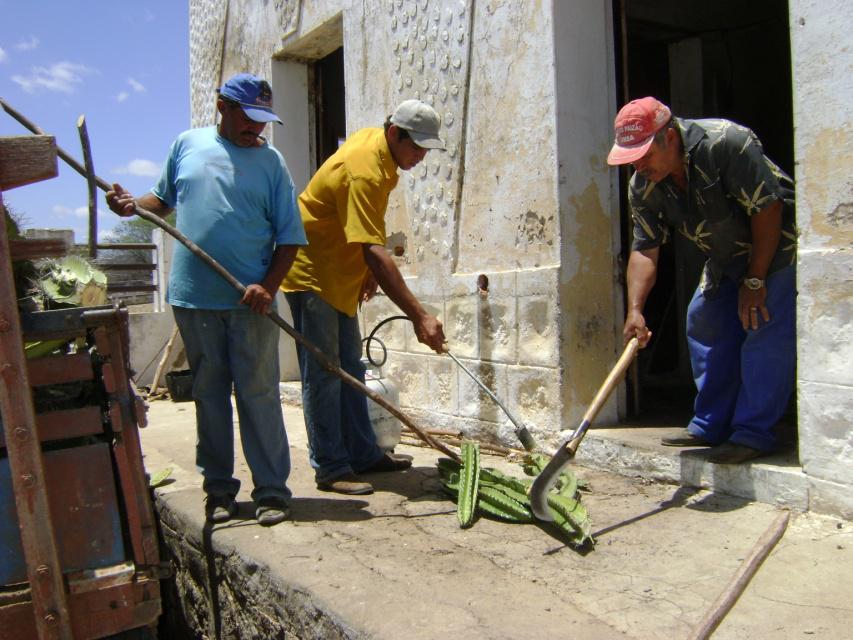 Fig. 12 Queima do espinho com lança chamas