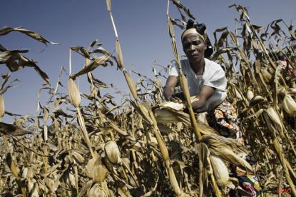Metade da população mundial que passa fome é de pequenos agricultores