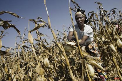 seca destroi safra de milho na África