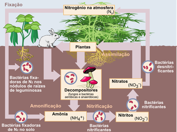 ciclo de nitrogênio