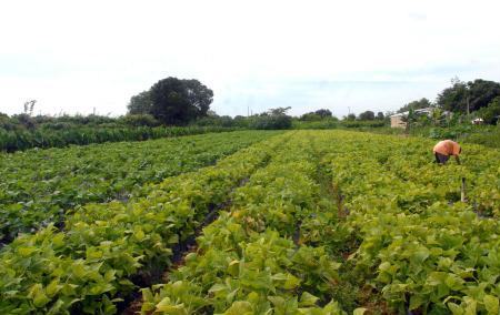 Agricultura de Baixo Carbono