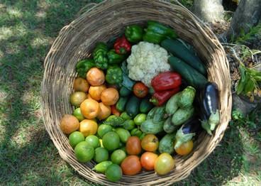 alimentação saudável