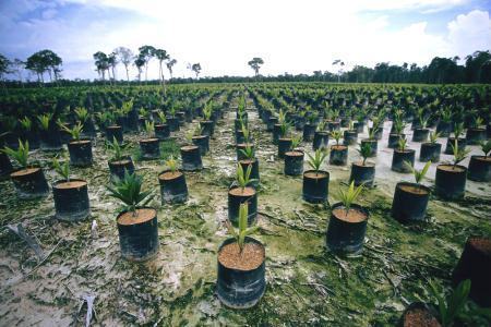 Plantação de palma (dendê) para produção de biodiesel