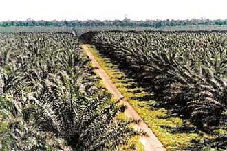 Plantação de palma (dendezeiro)