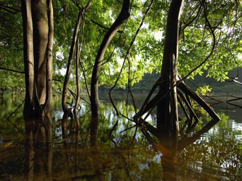 Parque Nacional Montanhas do Tumucumaque, foto de arquivo MMA