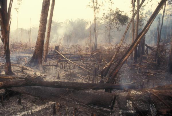 queimada. foto de arquivo ABr/Ecodebate